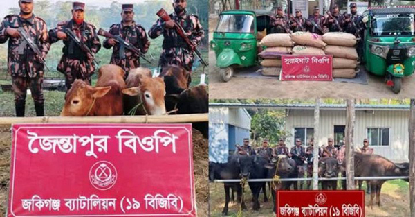 কানাইঘাটে ভারতীয় গরু-মহিষসহ অবৈধ মালামাল জব্দ
