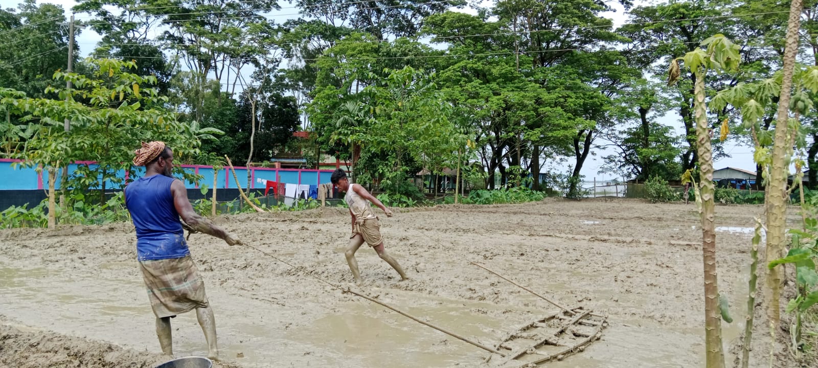 মূল বীজ তলা তলিয়ে উঁচু জায়গায় বীজতলা তৈরিতে ব্যস্ত কৃষক
