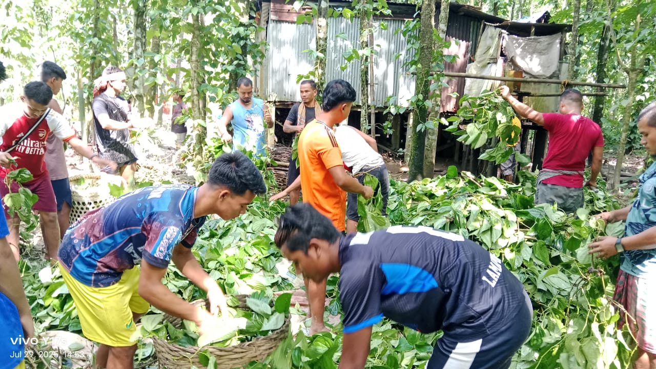 গোয়াইনঘাট রাতের আঁধারে দুটি বাগানের পান গাছ কেটে দিয়েছে দুর্বৃত্তরা