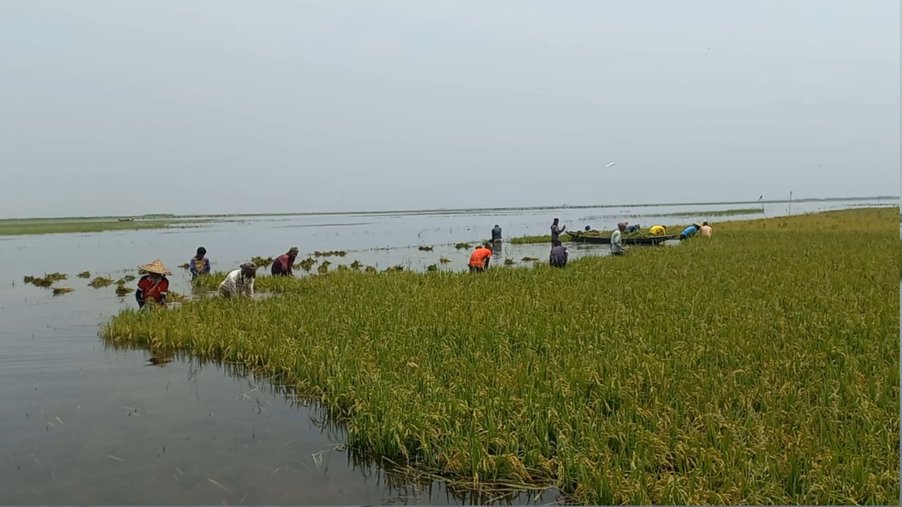 হাওরে ডুবছে কৃষকের স্বপ্ন 