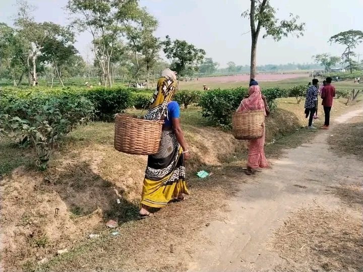 চুনারুঘাটে নিষ্প্রাণ চা বাগান