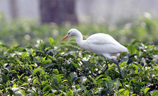চা বাগানে বিলের পাখি 