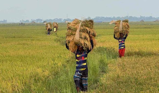 আবহাওয়া অনুকূলে, খুশি কৃষকরা