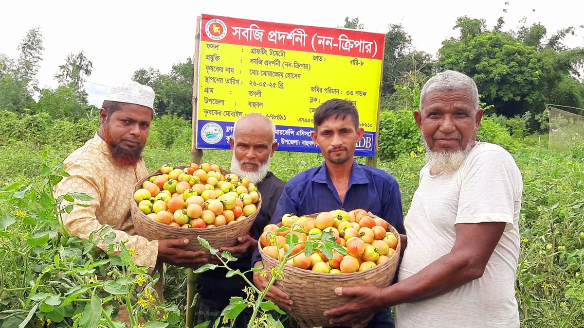 গ্রাফটিং টমেটো চাষ করে লাভবান তিন কৃষক