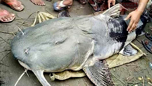  মৌলভীবাজারে এক বাঘাইড় মাছের দাম ৪ লাখ টাকা!