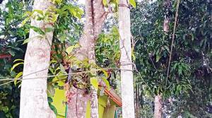 কুলাউড়ায় সুপারিগাছ ও বাঁশের খুঁটিতে বিদ্যুতের তার টানা!