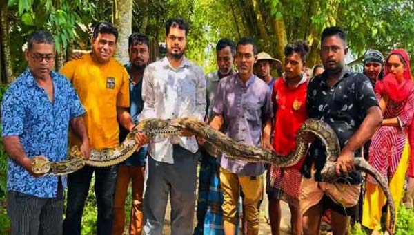 শ্রীমঙ্গলে খামারের ভেতর বিশাল অজগর, অক্ষত অবস্থায় উদ্ধার