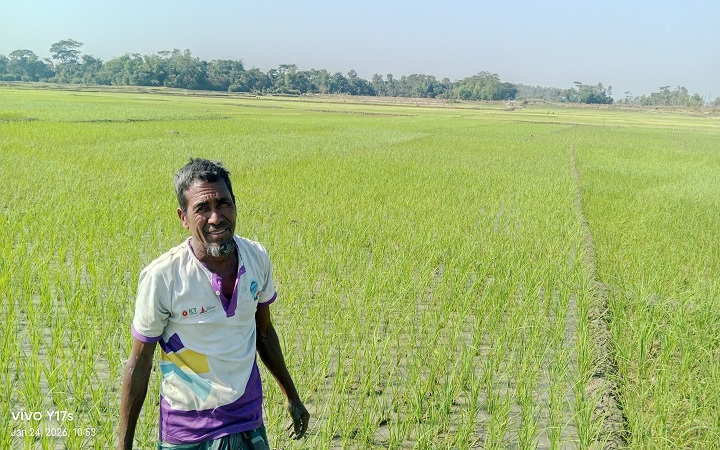 গোয়াইনঘাট হাওরজুড়ে কৃষকের সোনালি স্বপ্ন