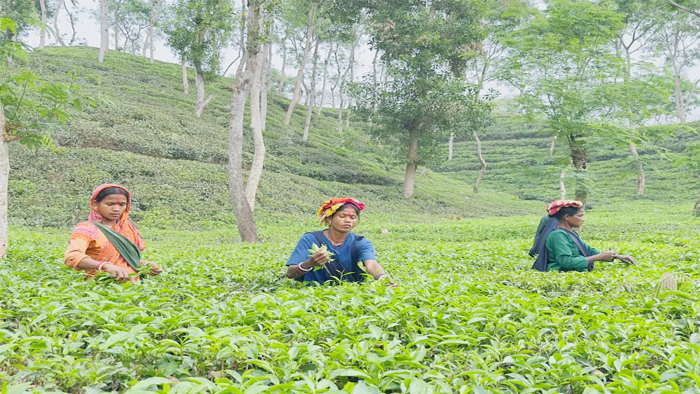 স্বস্তির বৃষ্টিতে সবুজে ভাসছে চা-বাগান