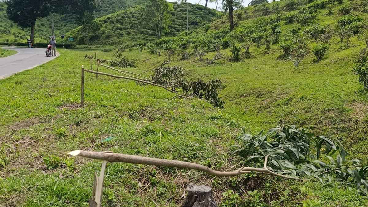 নির্বিচারে ছায়া বৃক্ষ নিধন, মিরতিংগা চা বাগান ঝুঁকিতে
