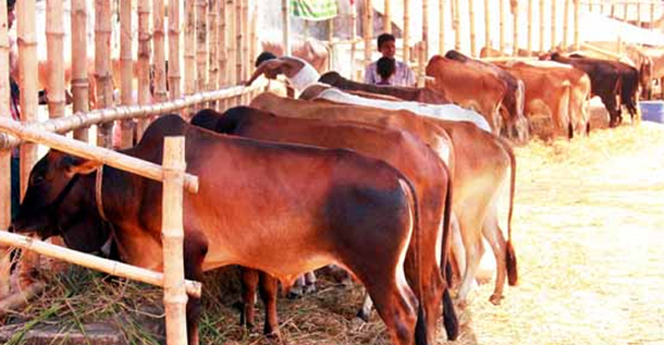 সিলেটে বসছে ৭৪ অস্থায়ী পশুর হাট