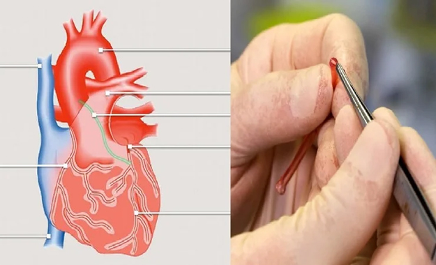 প্রিন্টার, জৈব কালি দিয়ে তৈরি হচ্ছে কৃত্রিম &lsquo;রক্তনালি&rsquo;!