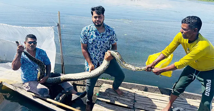 শ্রীমঙ্গলে মাছের জালে আটকে পড়া অজগর অক্ষত উদ্ধার