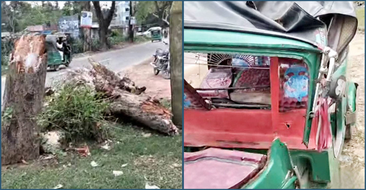 বড়লেখায় চলন্ত অটোরিকশার ওপর গাছ পড়ে নারীর মৃত্যু