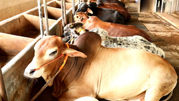 গরুর খামারে ঘুরছে অর্থনীতির চাকা