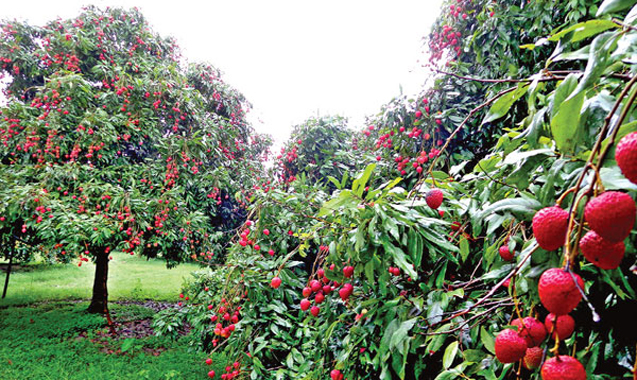 লিচুতে বদলে যাচ্ছে মানিকপুরের অর্থনীতি