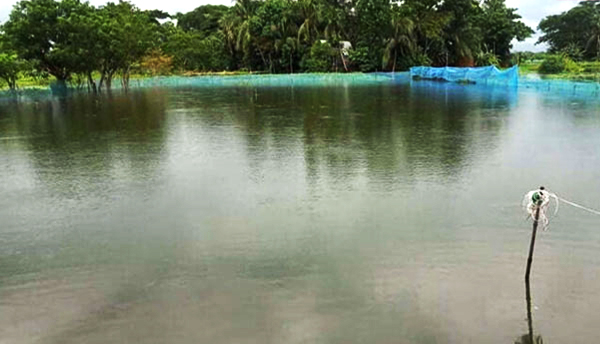 মৌলভীবাজারে ৩ হাজার পুকুরে ১৮ কোটি টাকার মৎস্যসম্পদের ক্ষতি       
