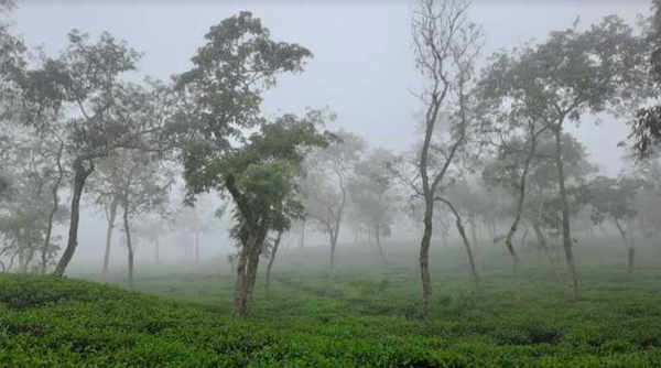 শ্রীমঙ্গলে বেড়েছে শীতের তীব্রতা