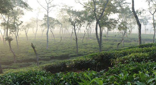শ্রীমঙ্গলে সর্বনিম্ন তাপমাত্রা 