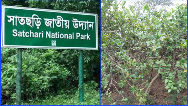 সাতছড়িতে চলছে অবৈধ লেবু চাষ, হুমকির মুখে জীববৈচিত্র