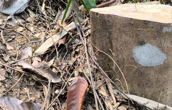 লাউয়াছড়া থেকে ৩টি আগর গাছ চুরি