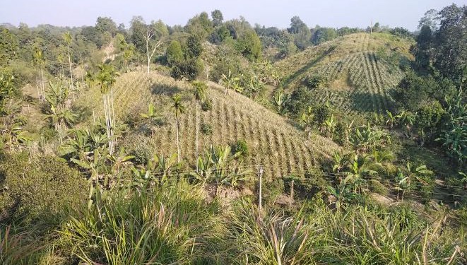 দেশ-বিদেশে প্রসিদ্ধ শ্রীমঙ্গলের আনারস