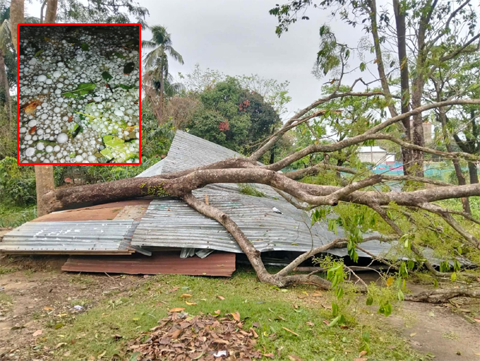 মধ্যনগরে শীলা বৃষ্টিতে ব্যাপক ক্ষয়ক্ষতি