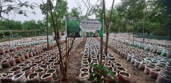 বালাগঞ্জে বস্তায় আদা চাষ করে সাড়া ফেলেছেন লুৎফুর রহমান নামের এক আলেম