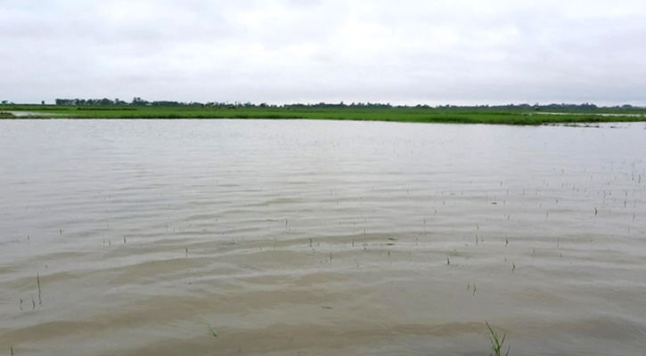 হবিগঞ্জে বন্যায় রোপা ও বোনা আমনে বড় ধাক্কা