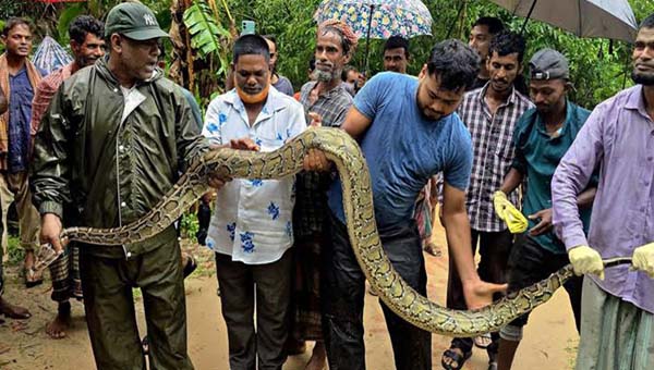 শ্রীমঙ্গলে বাড়ির আঙিনা থেকে ১৮ ফুটের অজগর উদ্ধার