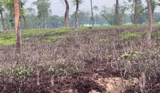 খরায় পুড়ছে চা বাগান