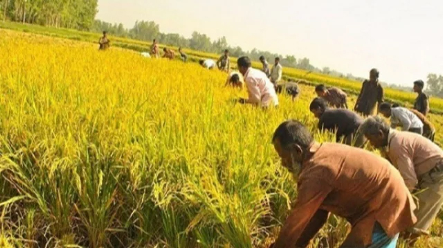 হাওরাঞ্চলে আগাম বন্যার আশঙ্কা, দ্রুত পাকা ধান কাটার নির্দেশ