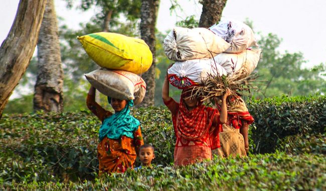 গভীর সংকটে চা শিল্প