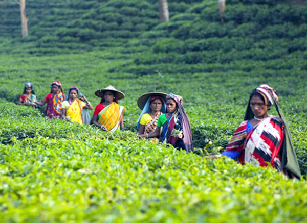 কমেছে চায়ের উৎপাদন