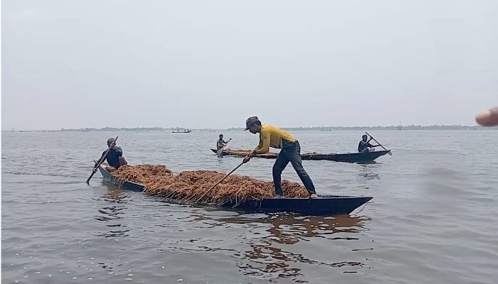 হাওরে থামছে না ধান লুট, ক্ষুব্দ কৃষকরা