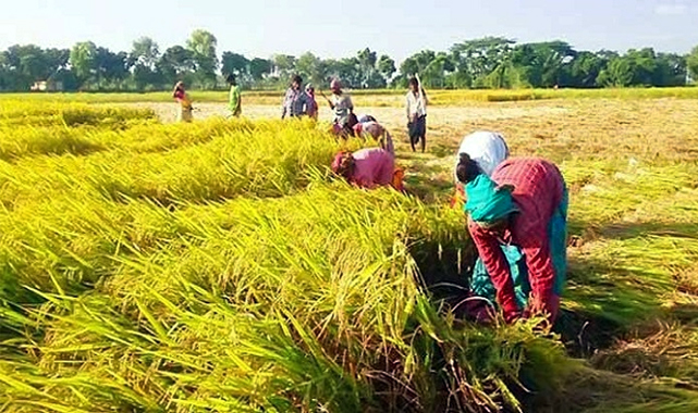 প্রায় শেষের পথে হাওরে ধান কাটা