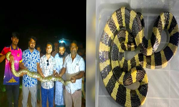 শ্রীমঙ্গলে জাল কেটে অজগর উদ্ধার, বসতঘরের পাশ থেকে মিলল বিরল শঙ্খিনী