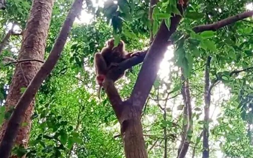 সংকটে লাউয়াছড়া জাতীয় উদ্যান