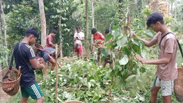 রাতের আঁধারে ৮ হাজার পানগাছ কেটে দিল দুর্বৃত্তরা, কুলাউড়ায় নিঃস্ব ৯ খাসিয়া পরিবার