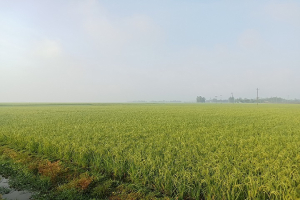 আজমিরীগঞ্জ রোপা আমনে দোলছে কৃষকের স্বপ্ন