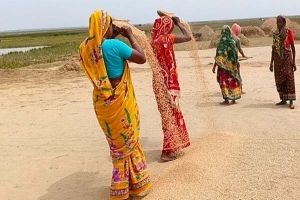 তাহিরপুরে ধান কাটা শেষ, চলছে ঘরে তোলা