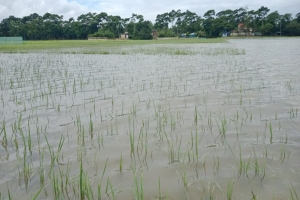 গোয়াইনঘাটে বন্যা পরিস্থিতির উন্নতি