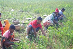 পেঁয়াজ আমদানির কারণে লোকসানে স্থানীয় চাষিরা
