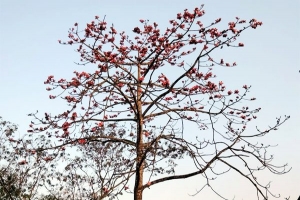 বসন্তের প্রারম্ভেই ফুটেছে শিমুল ফুল