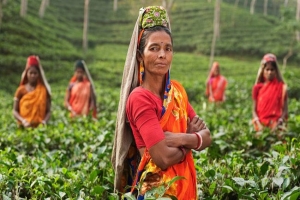 ভোটের দিনেও ছুটি নেই চা শ্রমিকদের