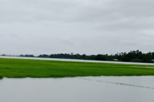 গোয়াইনঘাটে বন্যার পানিতে নিম্নাঞ্চল প্লাবিত, তলিয়ে যাচ্ছে রোপায়ি আমন