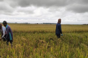 হবিগঞ্জ ও সুনামগঞ্জে বজ্রপাতে নিহত ৫