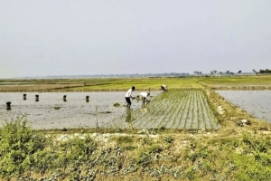 হাওরগুলোতে বোরো চাষে ব্যস্ত কৃষকরা