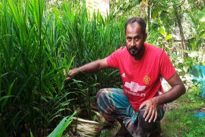 পতিত জায়গায় ২ হাজার বস্তায় আদা, ৫০ হাজার টাকায় ৩ লাখের স্বপ্ন পতিত জায়গায় ২ হাজার বস্তায় আদা, ৫০ হাজার টাকায় ৩ লাখের স্বপ্ন