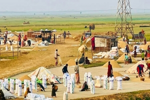 শান্তিগঞ্জে হাওরের ৭৫ শতাংশ ধান কাটা শেষ